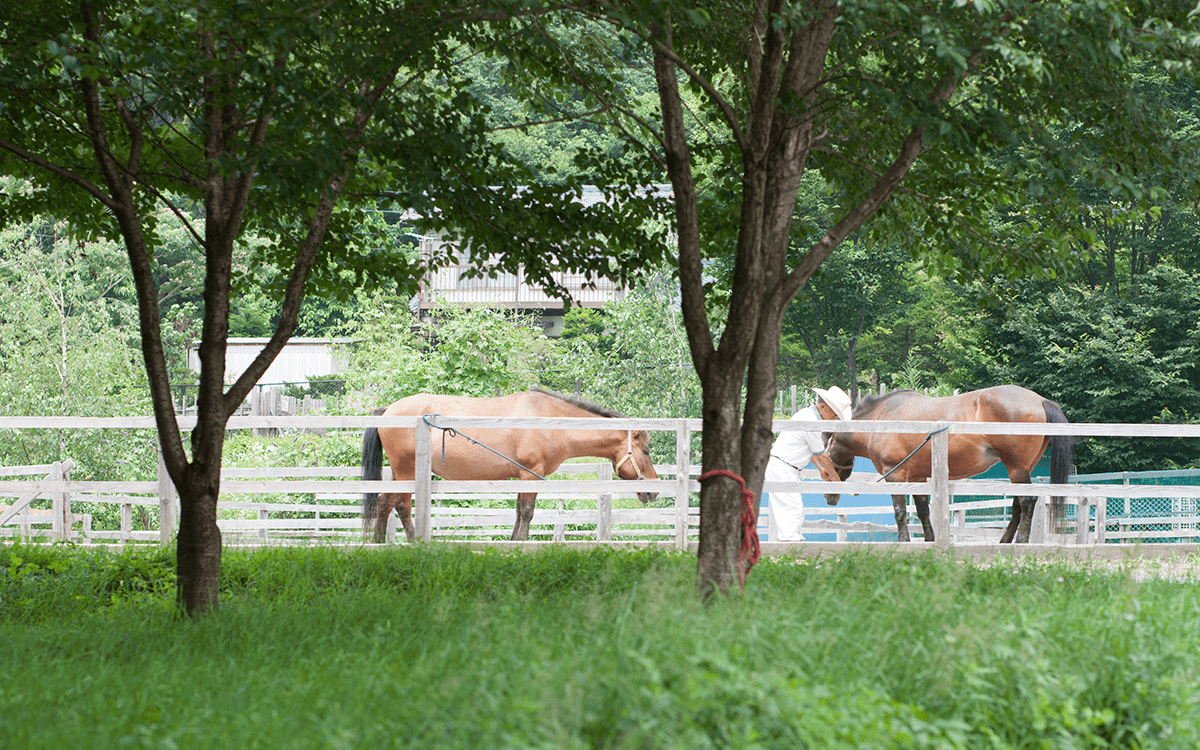 敷地内牧場の馬